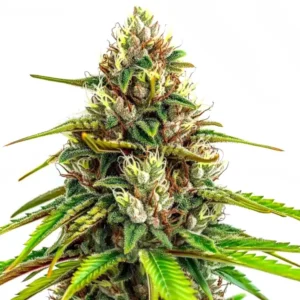 24k Gold Autoflower