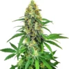 AK47 F1