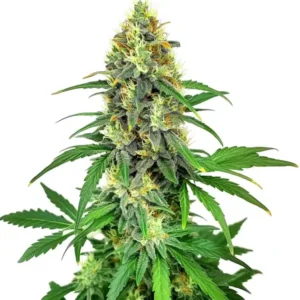 AK47 F1