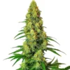 AK 48