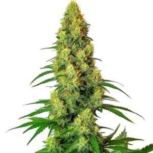 AK 48