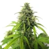 autoflowering cbd seeds