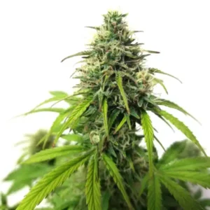 autoflowering cbd seeds