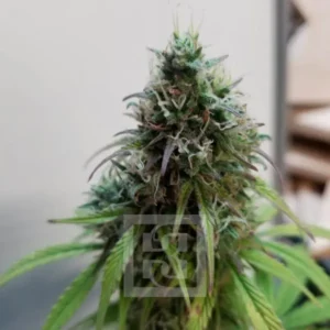 bruce-banner-3-indica-dominant-terpenes