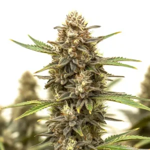 Black Widow Auto