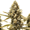 Blue Mazar Auto