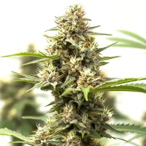 California Indica x GG auto