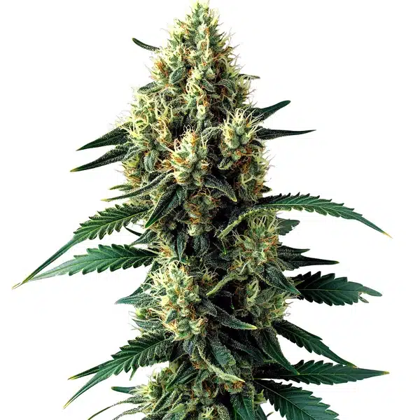 Citronella Sunrize Auto