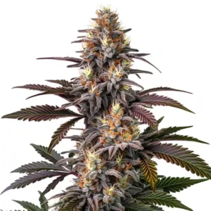 Glue Gelato Auto