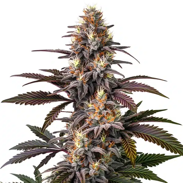 Glue Gelato Auto
