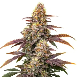 Gorilla x Zookies Auto