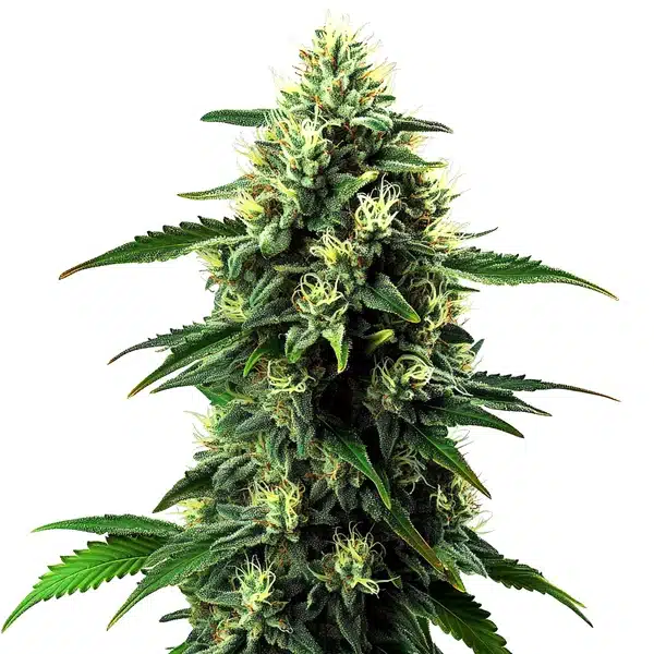 NL5 x Haze Auto