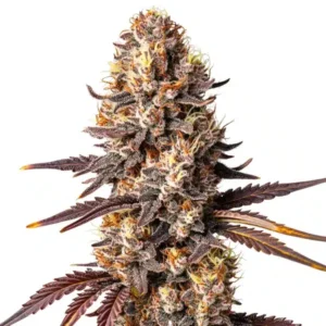 Shiskaberry x Gorilla auto