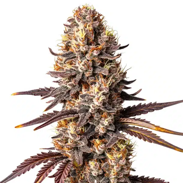 Shiskaberry x Gorilla auto