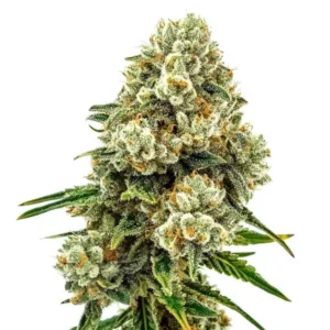 Acid Diesel