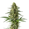 Afghan