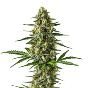 Afghan