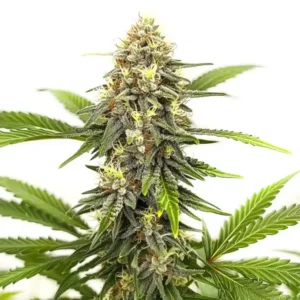 Afghan Hash Plant Regular