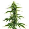 Afghan Kush x Super Skunk