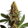 Ak x Somango Auto