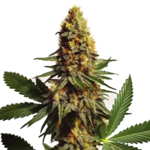 Ak x Somango Auto