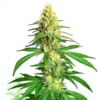 Ak59 Auto