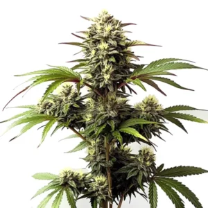 Alaskan Purple