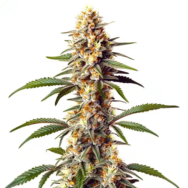 Alaskan x Kush x Brazil