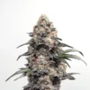 Alien GG