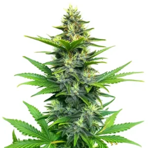 Alien GG Regular