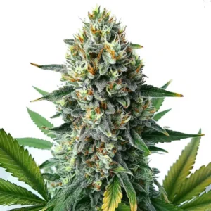 Alien OG Fast Version