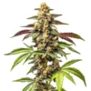 Alien Rock Candy F1