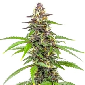 Amnesia Blue Headband