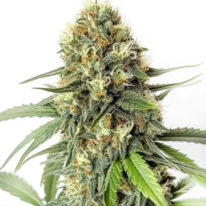 Amnesia F1