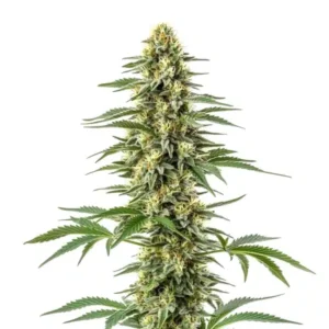 Amnesia Kush