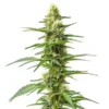 Amnesia Kush Auto