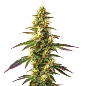 Amnesia Lemon Fast Version