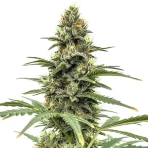 Amnesia x Nicole Kush