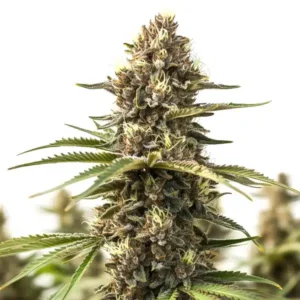 Animal Cookies
