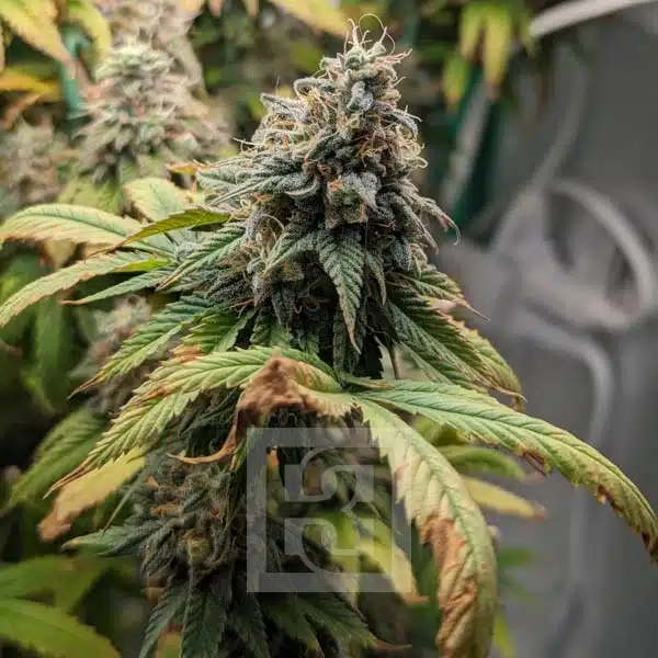 Apple Fritter - Image 6