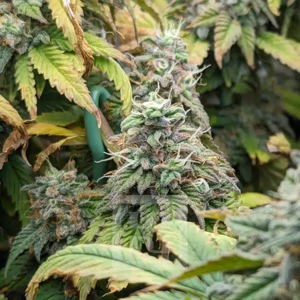 Apple Fritter - Image 5