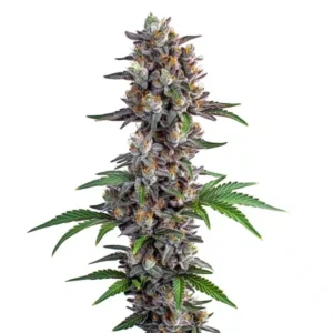 Apple and Bananas Cannabis Extraction