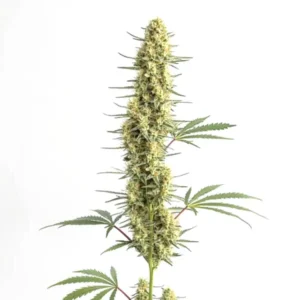 Auto CBD Amnesia