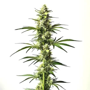 CBD Critical Mass Auto