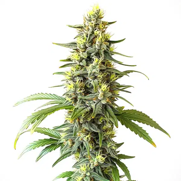 CBD Haze Auto (1:1)