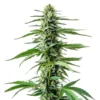Auto Northern Lights CBD