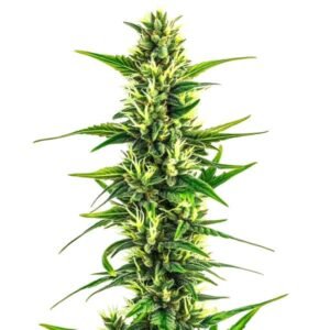 Auto CBD Pineapple