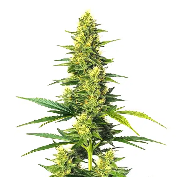 White Fire Alien Kush