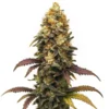 sour diesel australia