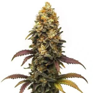 sour diesel australia